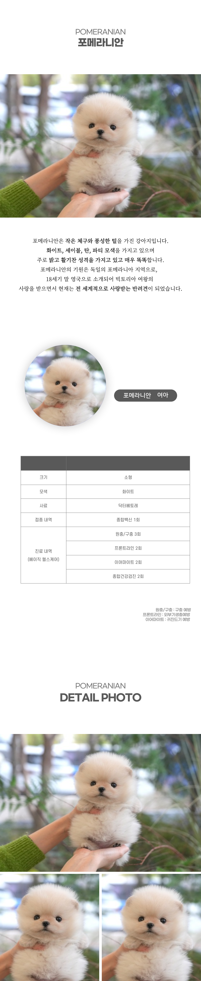 포메라니안_상세이미지_2